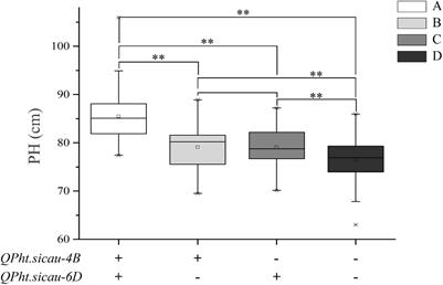 Identification and Validation of a Novel Major Quantitative Trait Locus for Plant Height in Common Wheat (Triticum aestivum L.)